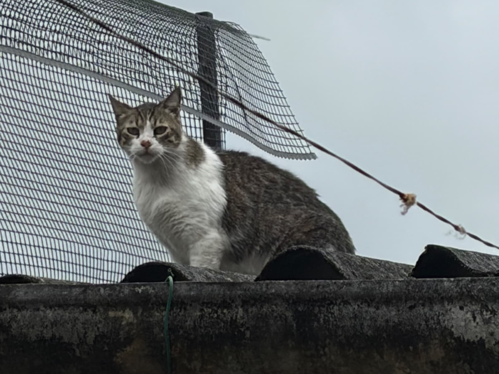gato encontrado en Manizales