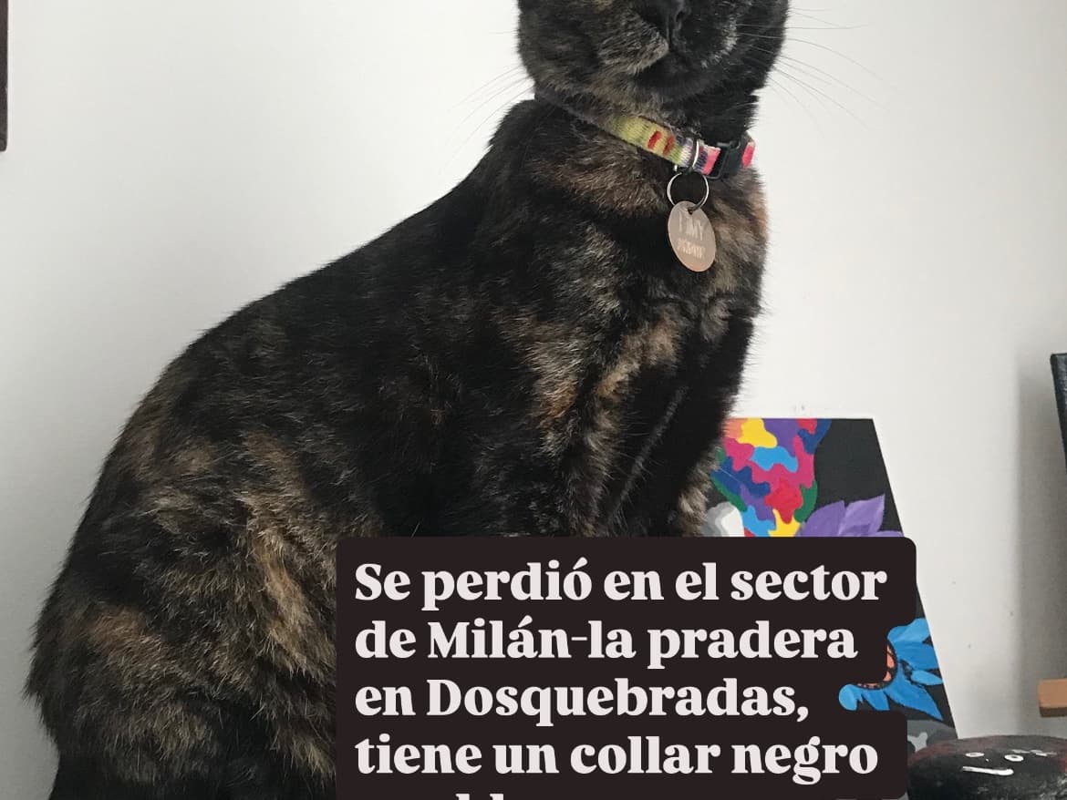 gato perdido en Pereira