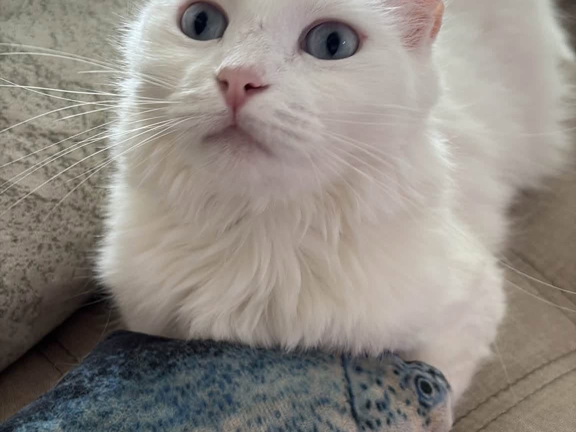 gato perdido en Pereira