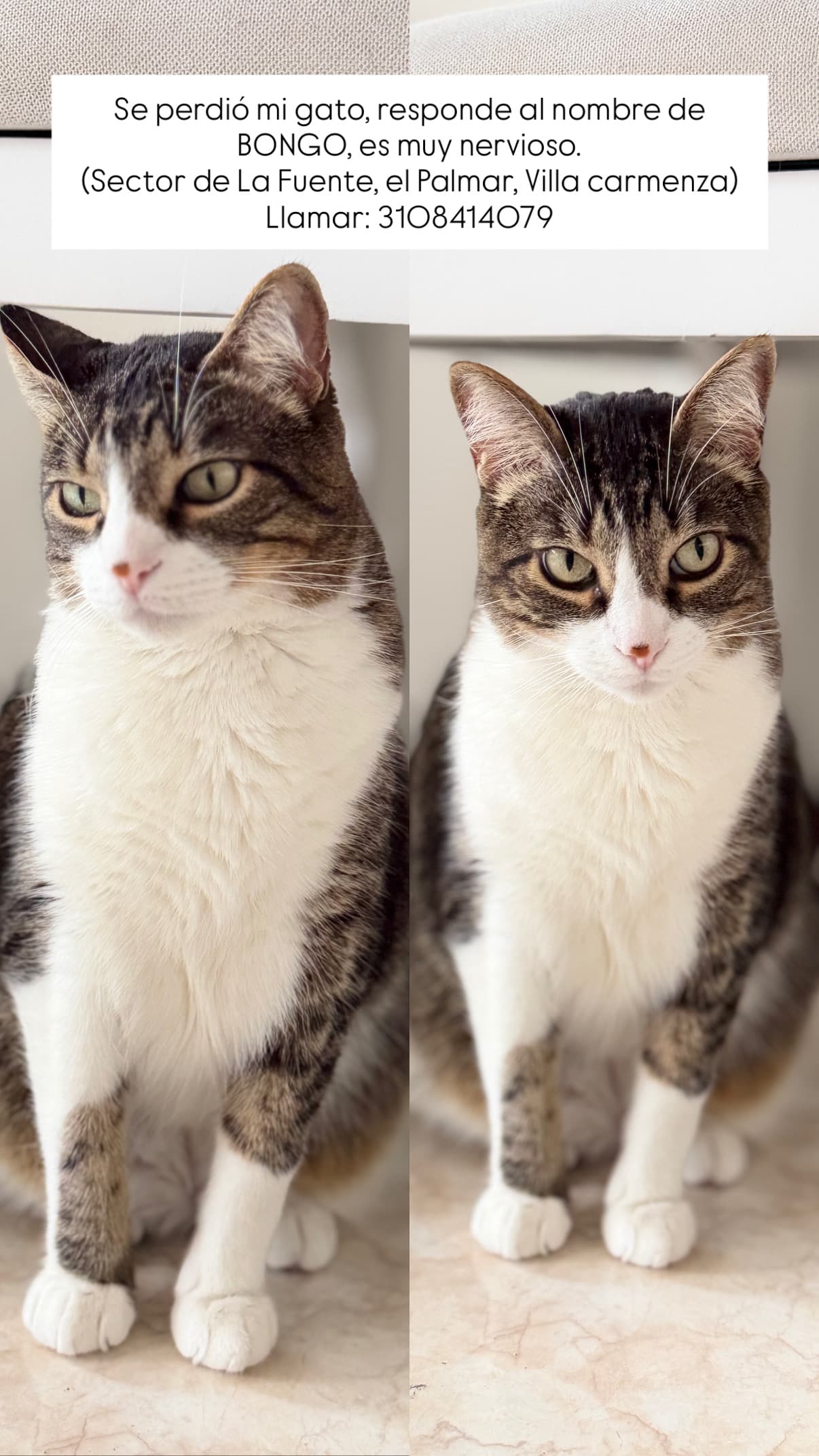 gato perdido en Manizales