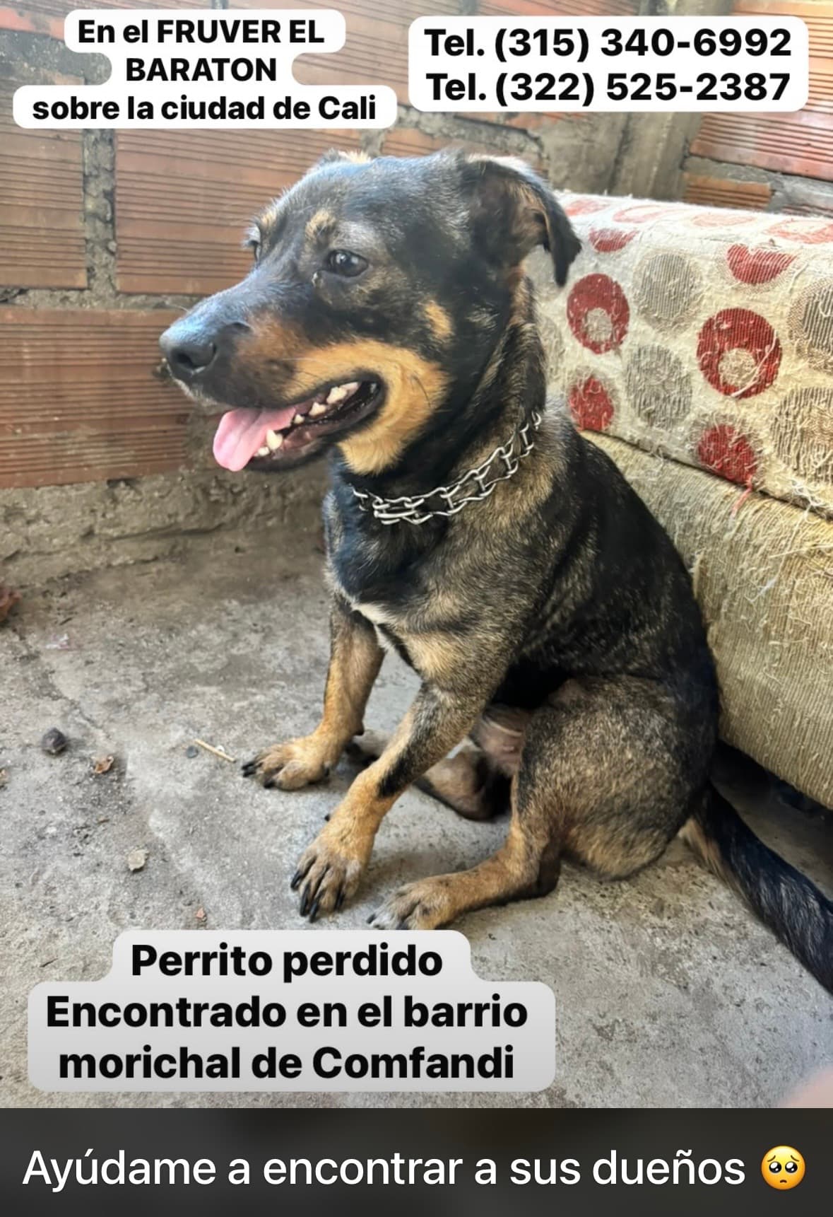 perro encontrado en Cali