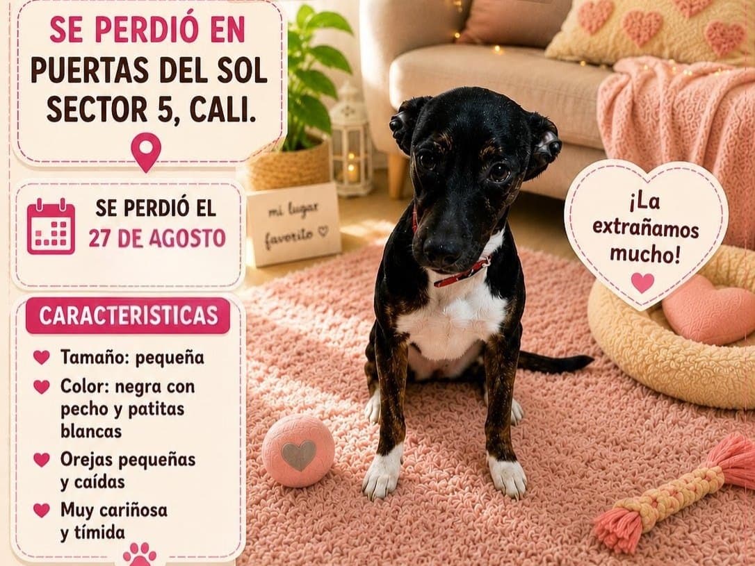 perro perdido en Cali