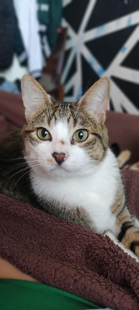 gato perdido en Manizales
