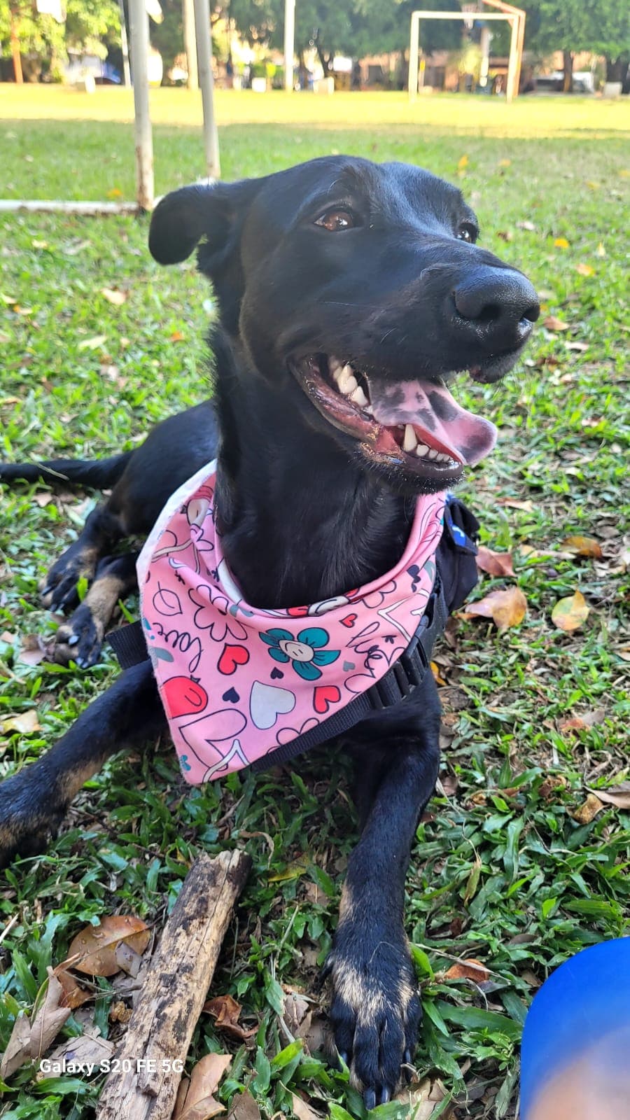 perro perdido en Cali