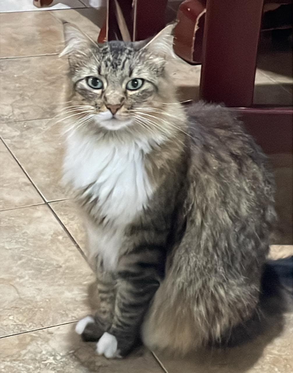 gato perdido en Pereira