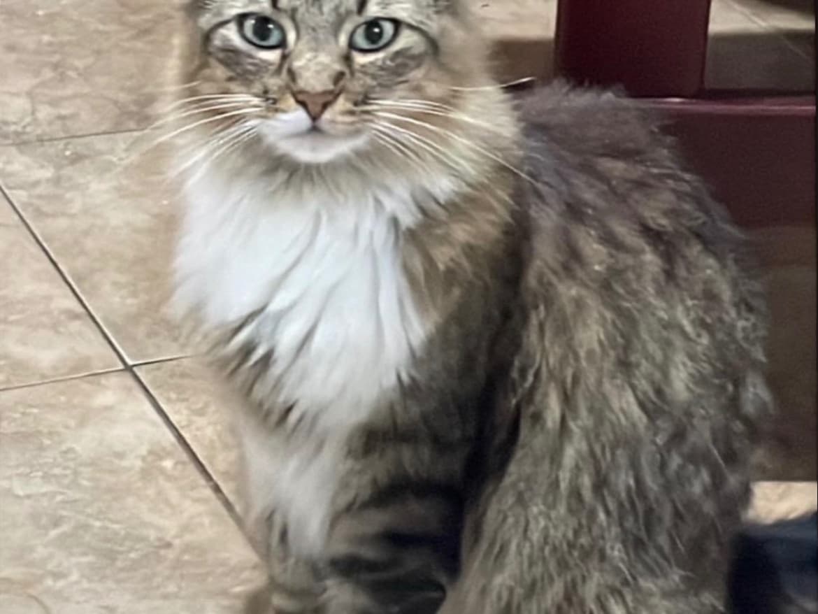 gato rescatado en Pereira
