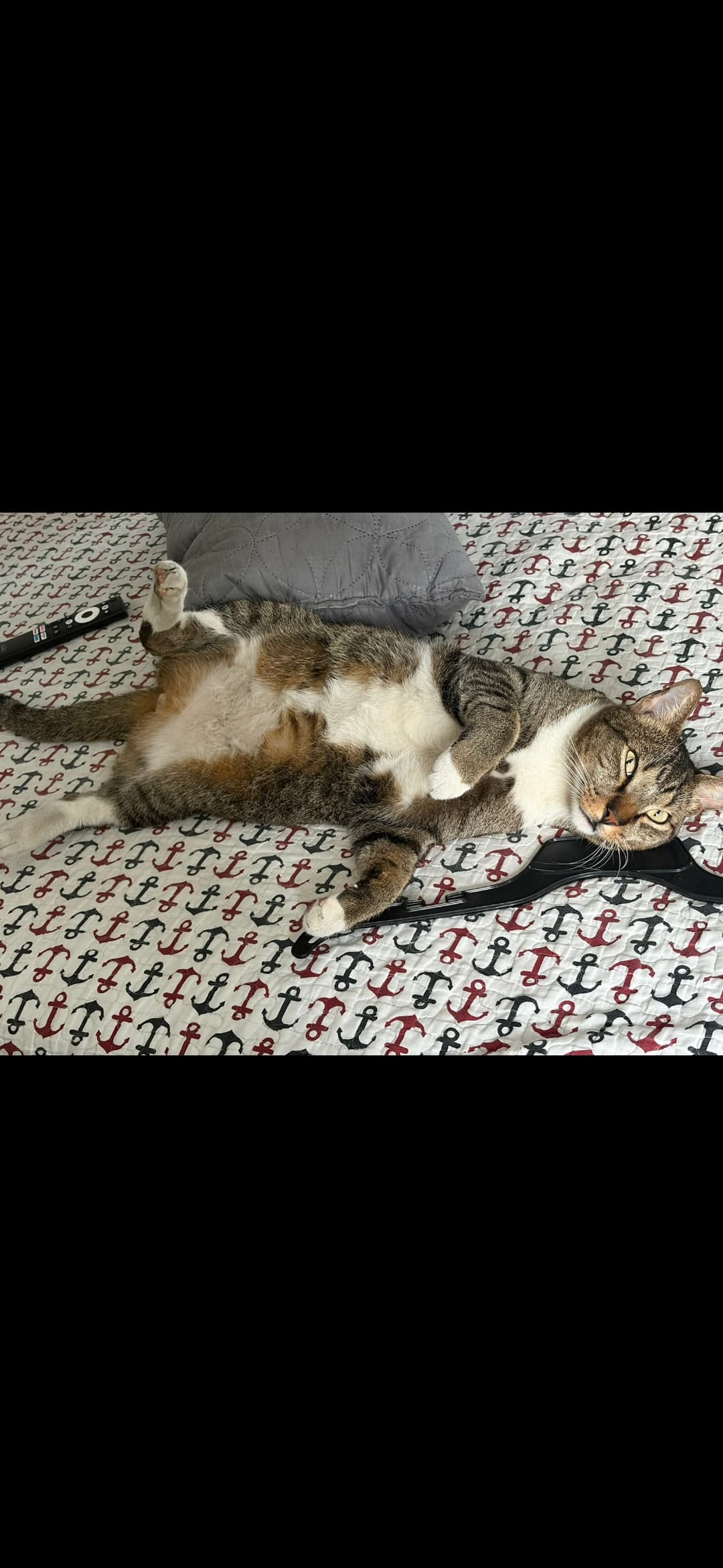 gato perdido en Cali