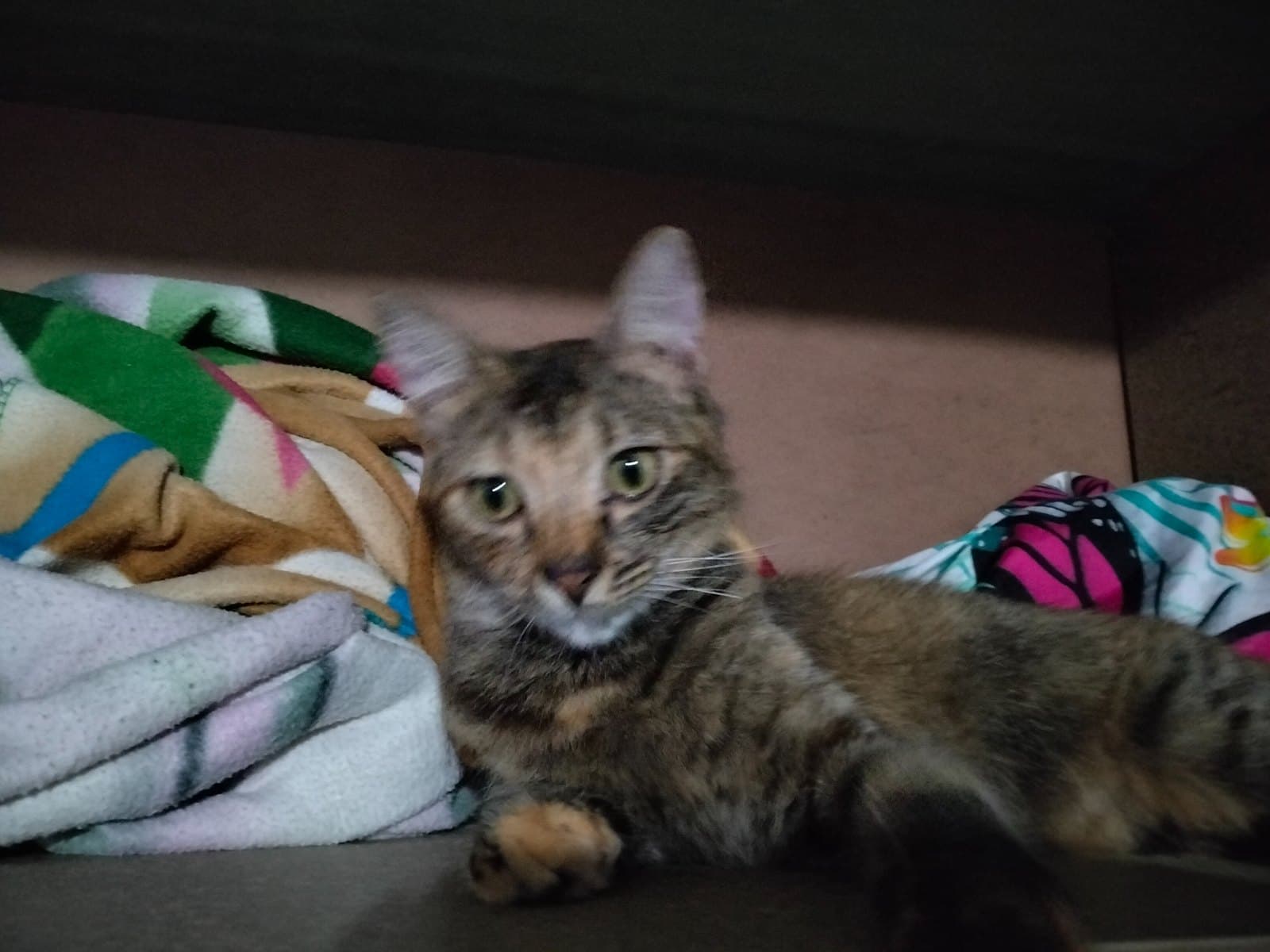 gato perdido en Pereira