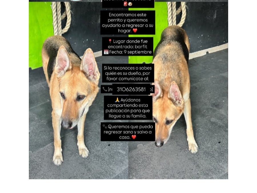 perro encontrado en Manizales