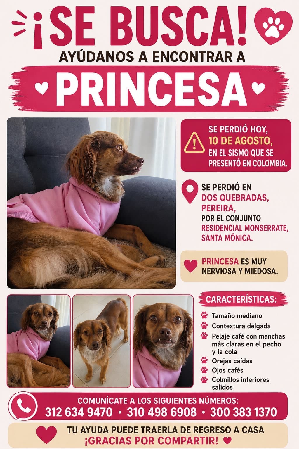 perro perdido en Pereira