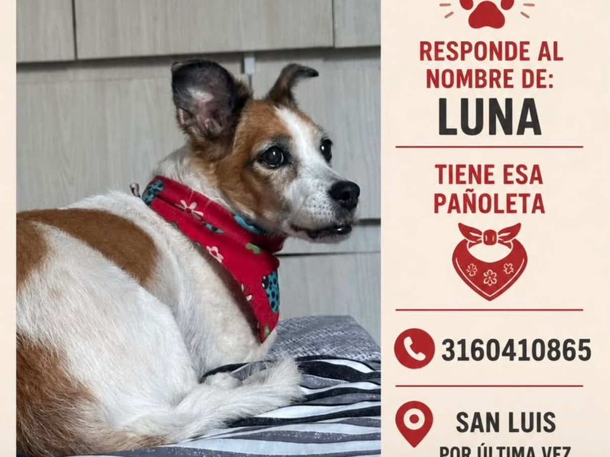 perro perdido en Cali