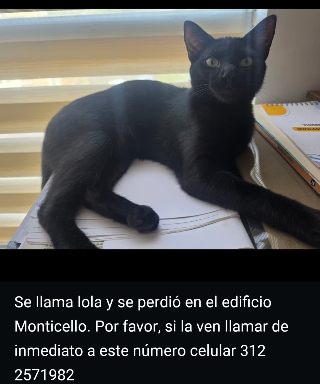 gato perdido en Manizales