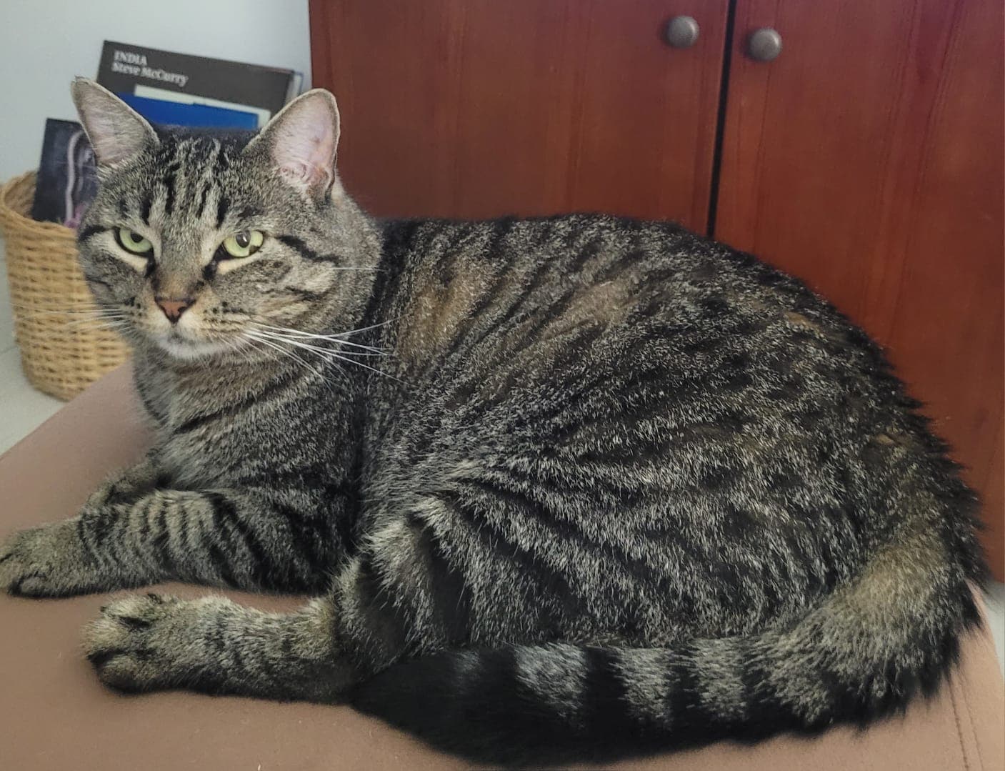 gato perdido en Cali