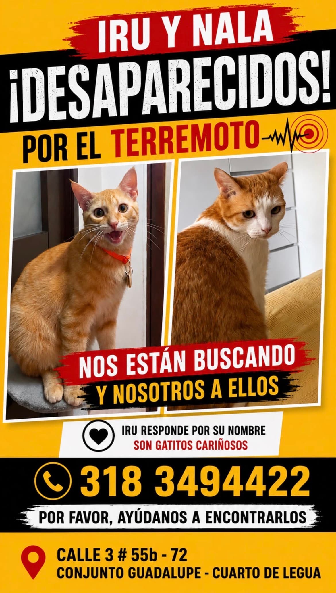 gato perdido en Cali