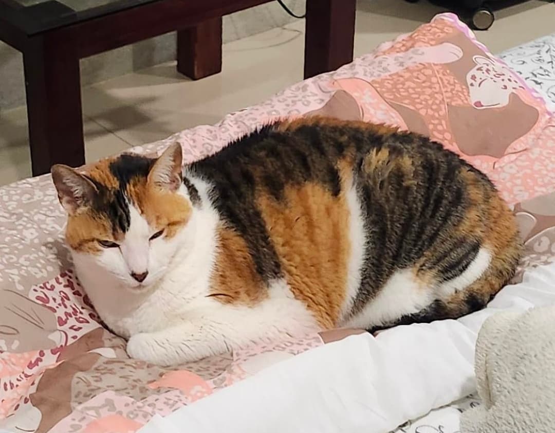 gato perdido en Pereira