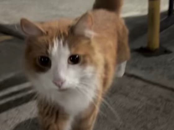 gato encontrado en Manizales