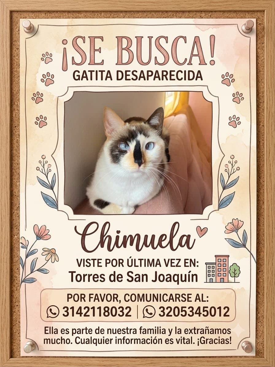 gato perdido en Pereira