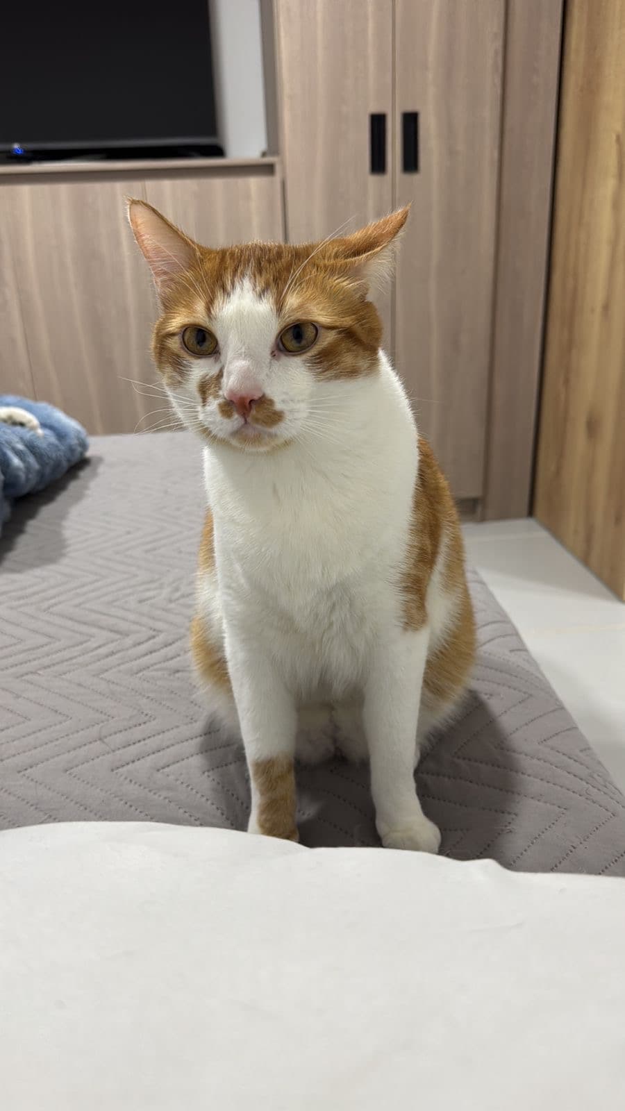 gato perdido en Manizales