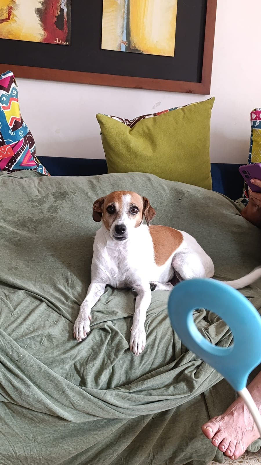 perro perdido en Cali