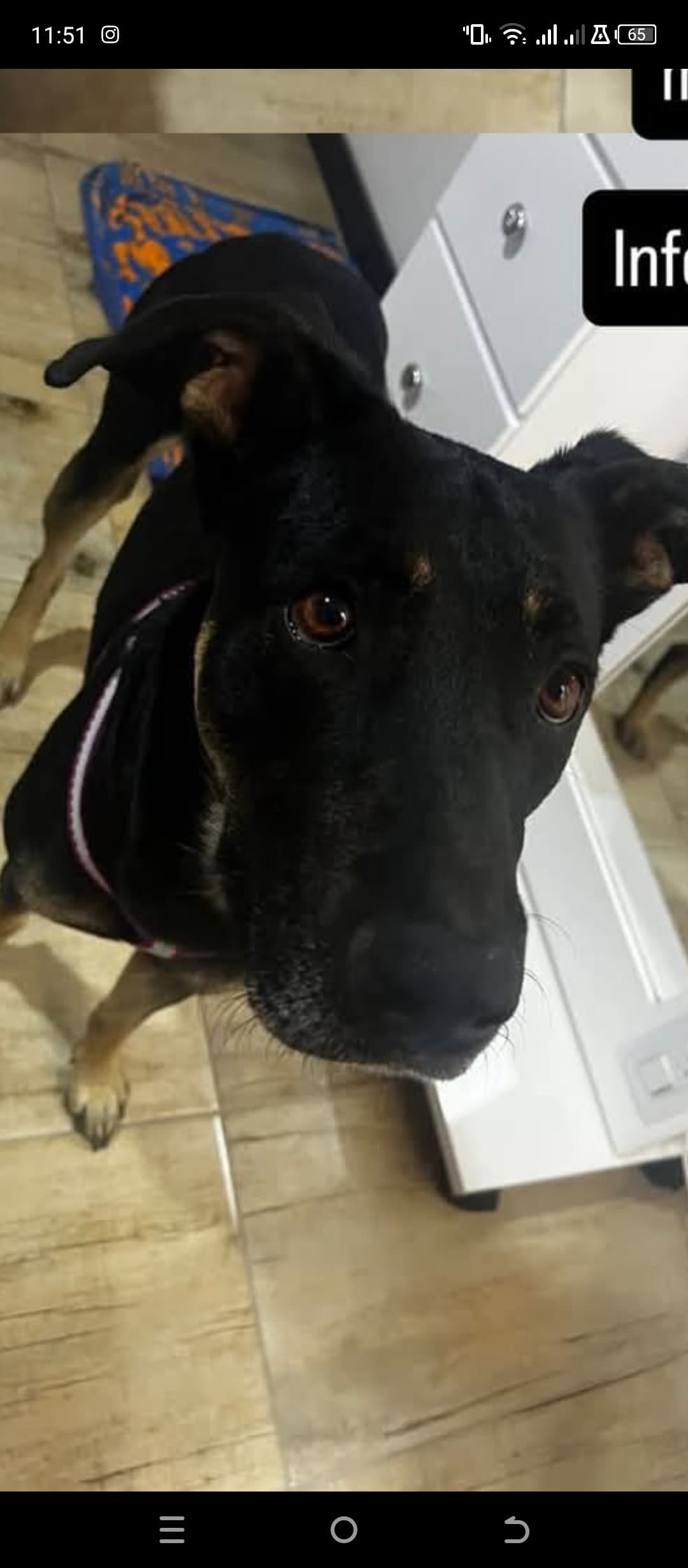 perro encontrado en Manizales