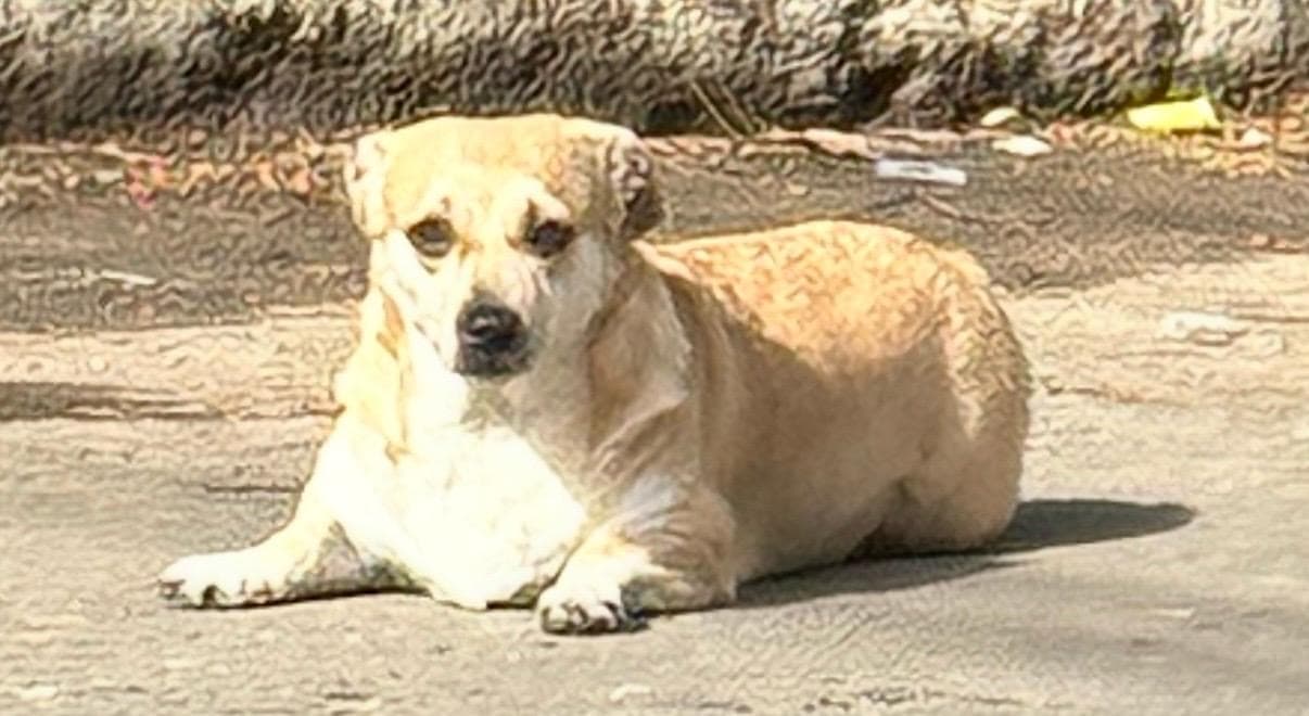 perro perdido en Cali