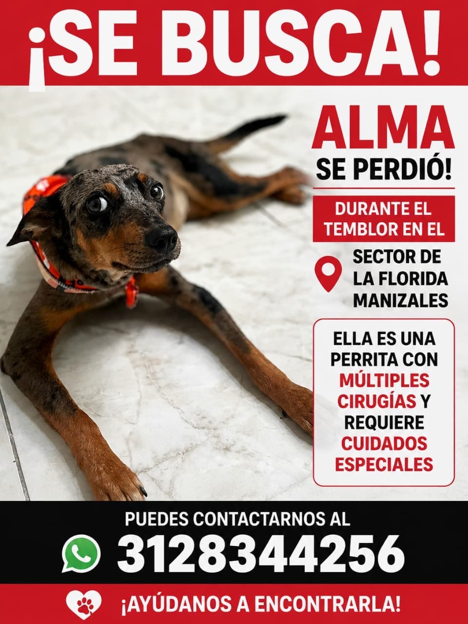 perro perdido en Manizales