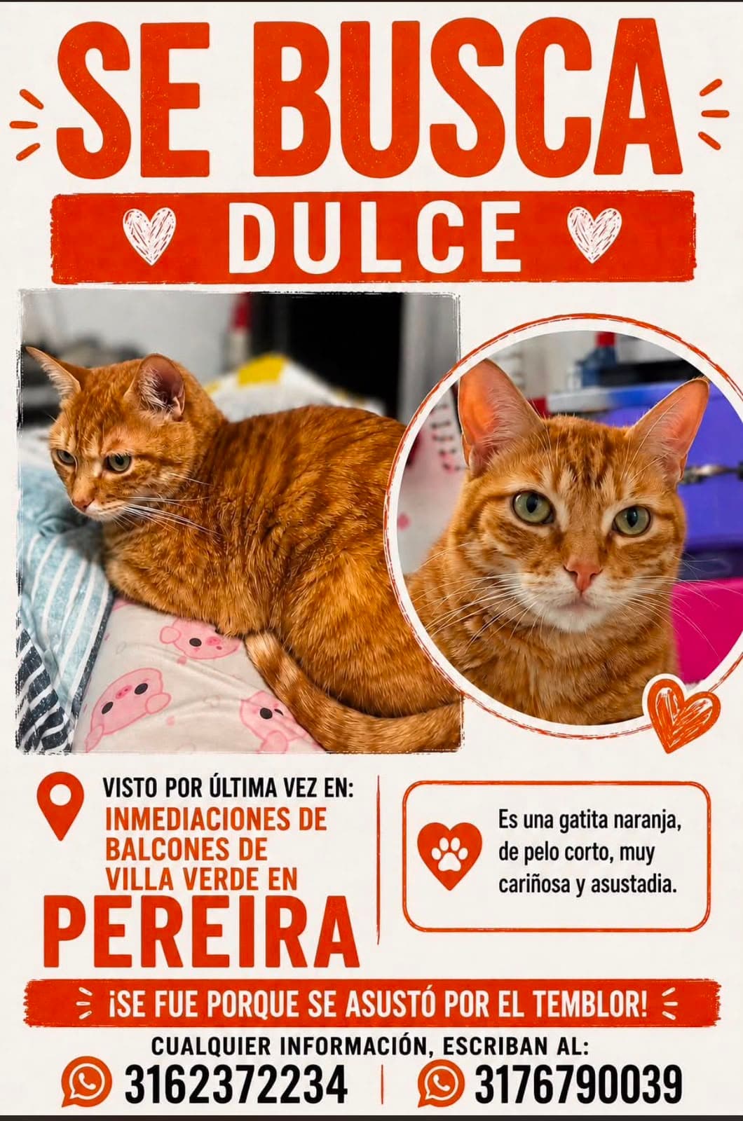 gato perdido en Pereira