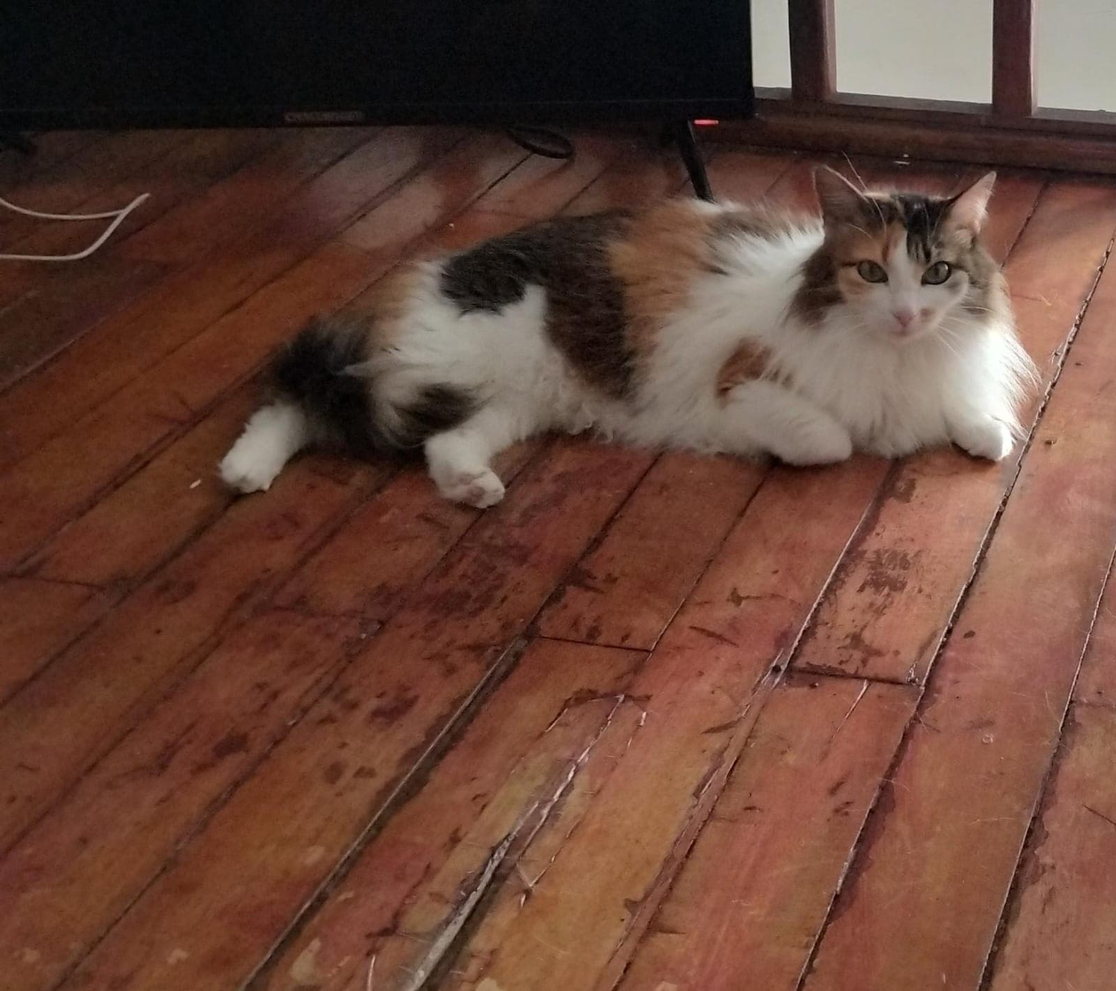gato perdido en Manizales