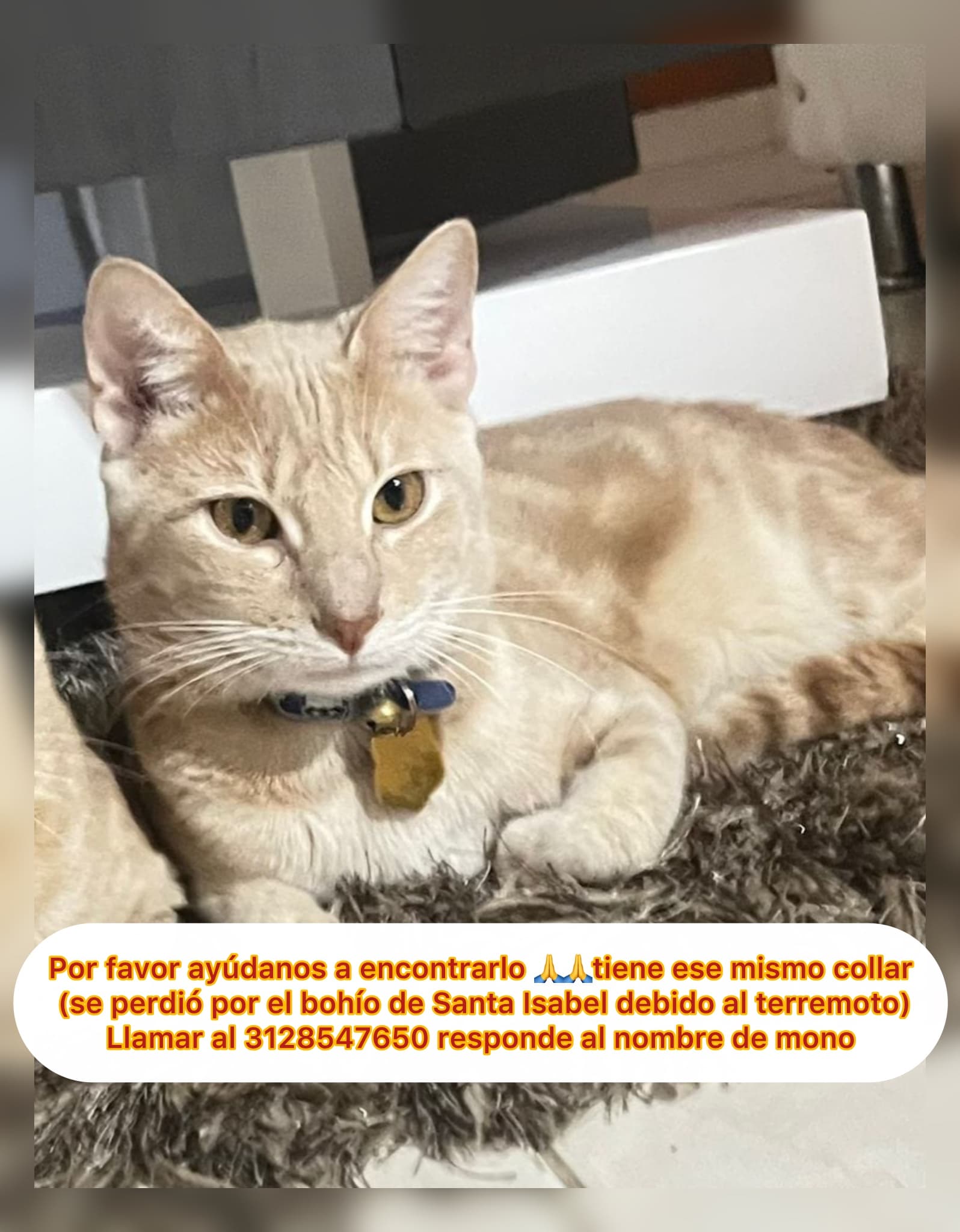 gato perdido en Pereira