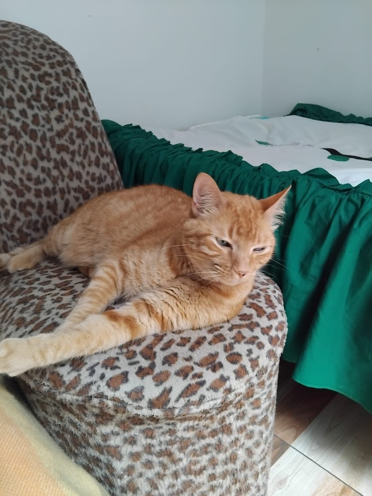 gato perdido en Manizales