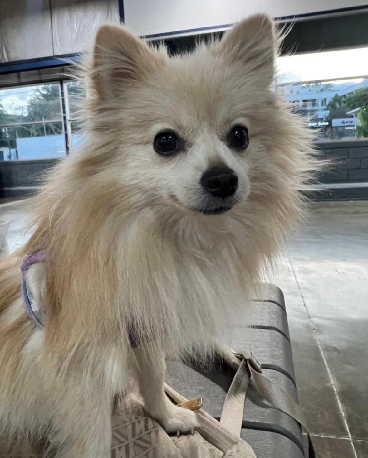 perro perdido en Cali