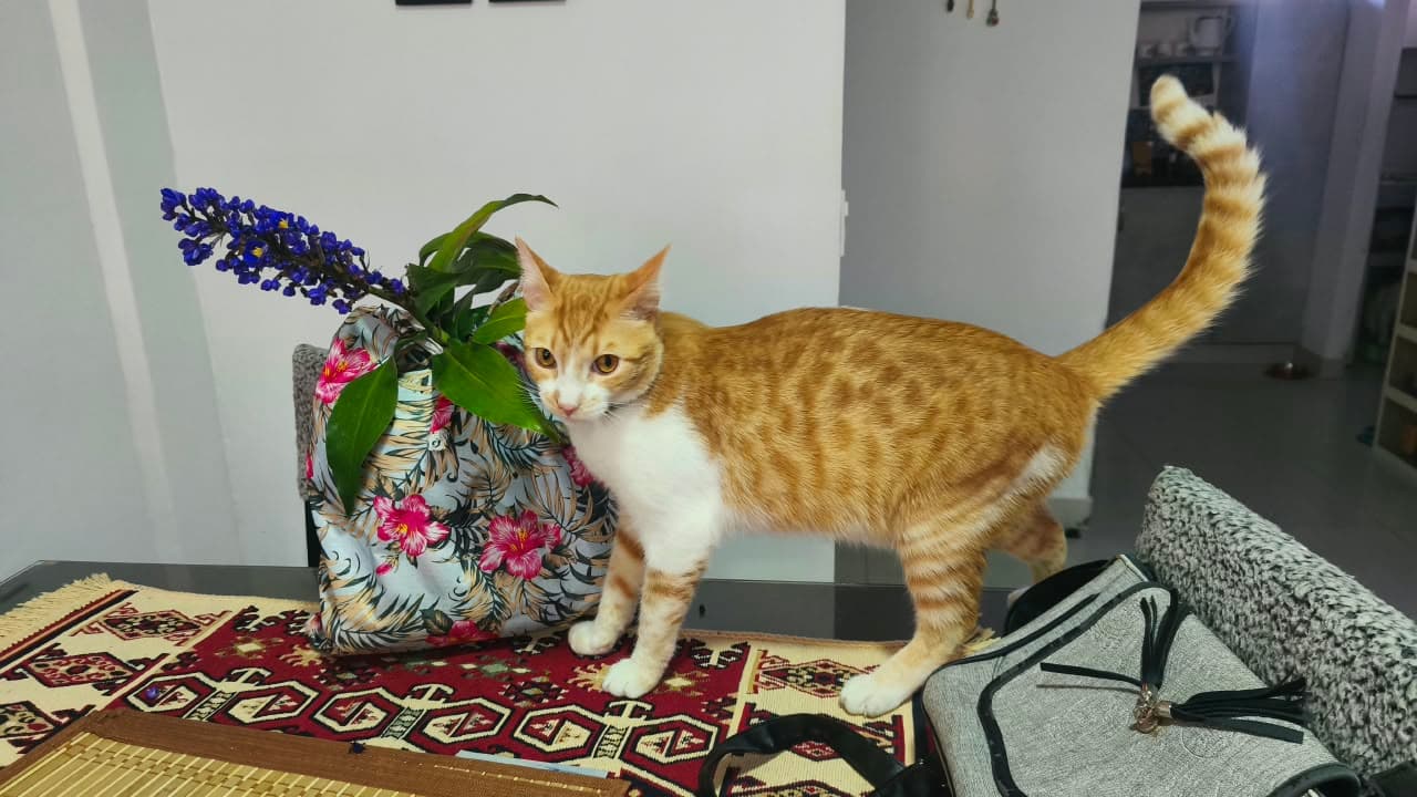 gato perdido en Armenia