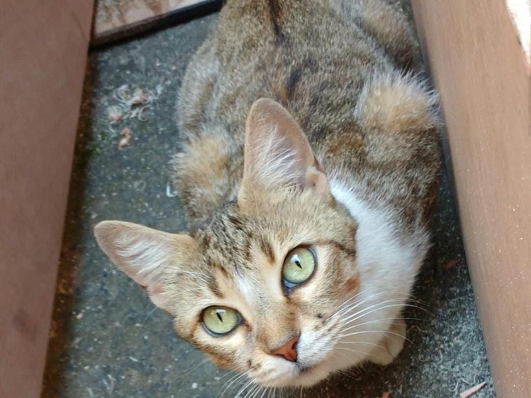 gato perdido en Cali