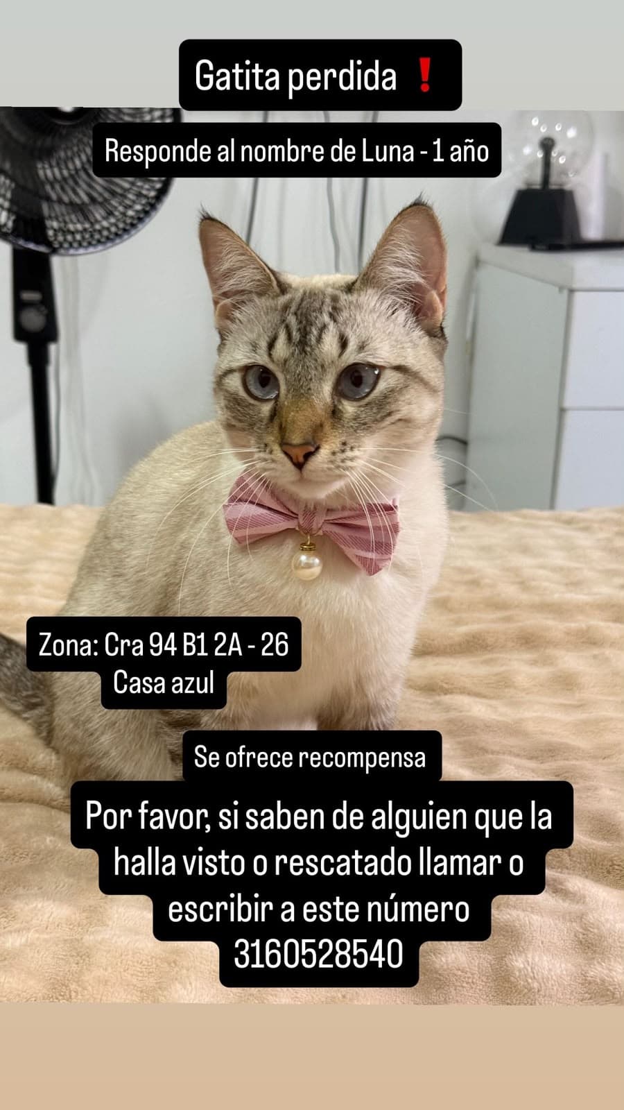 gato perdido en Cali