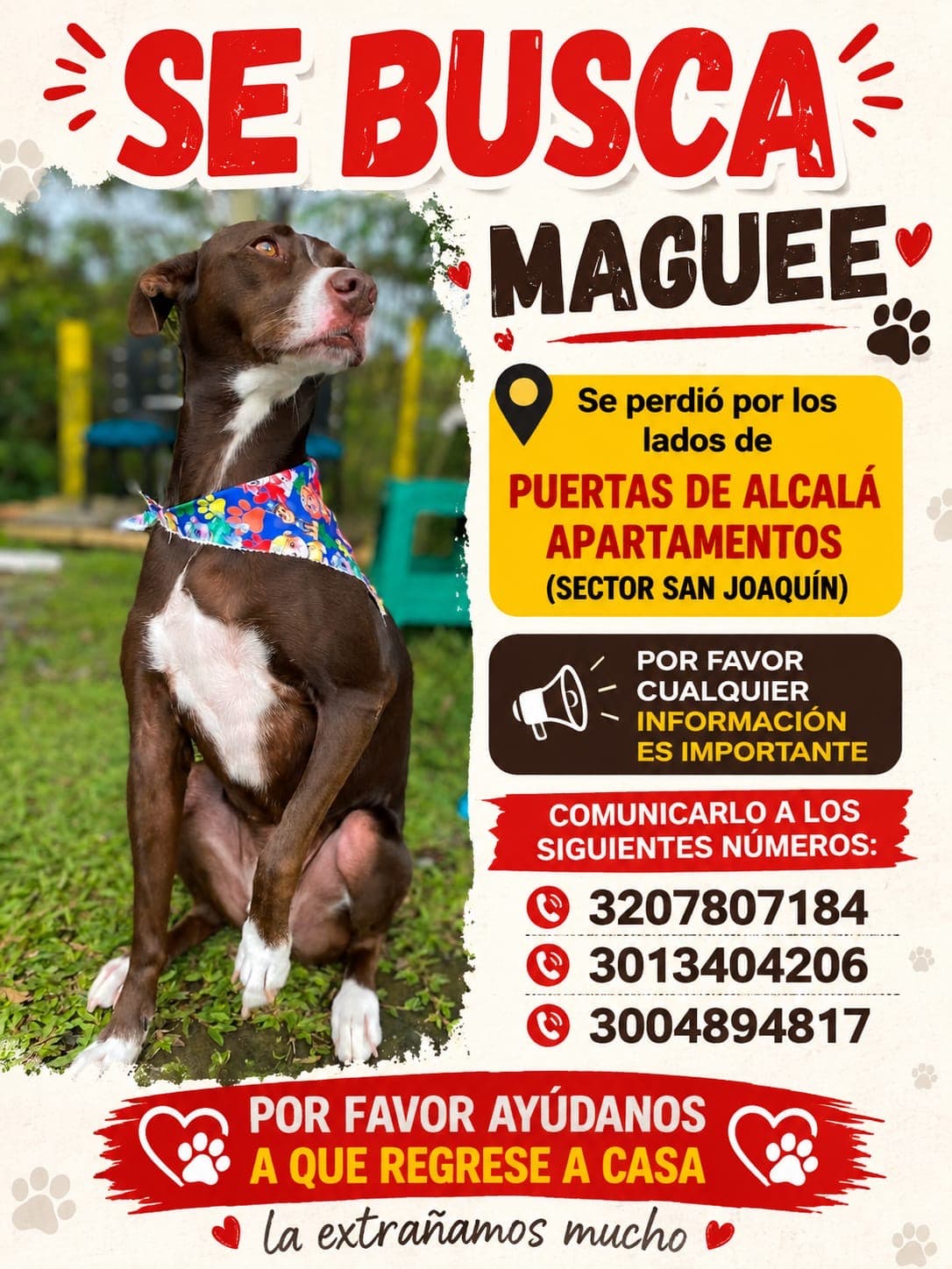 perro perdido en Pereira