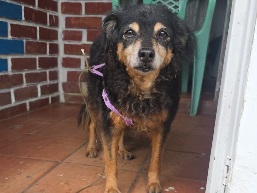 perro encontrado en Cali