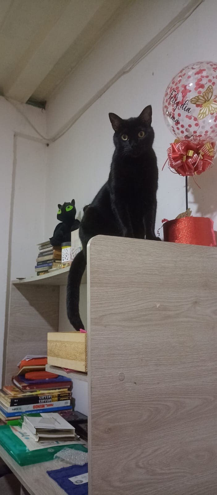 gato perdido en Manizales