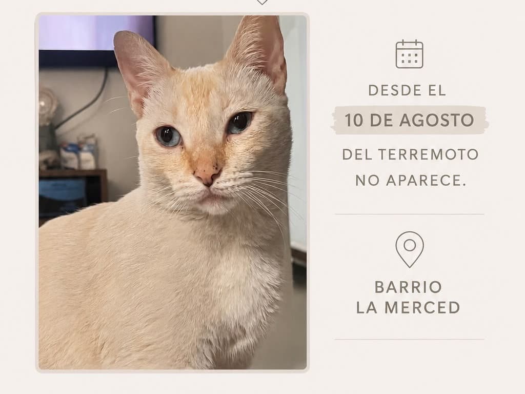 gato perdido en Cali