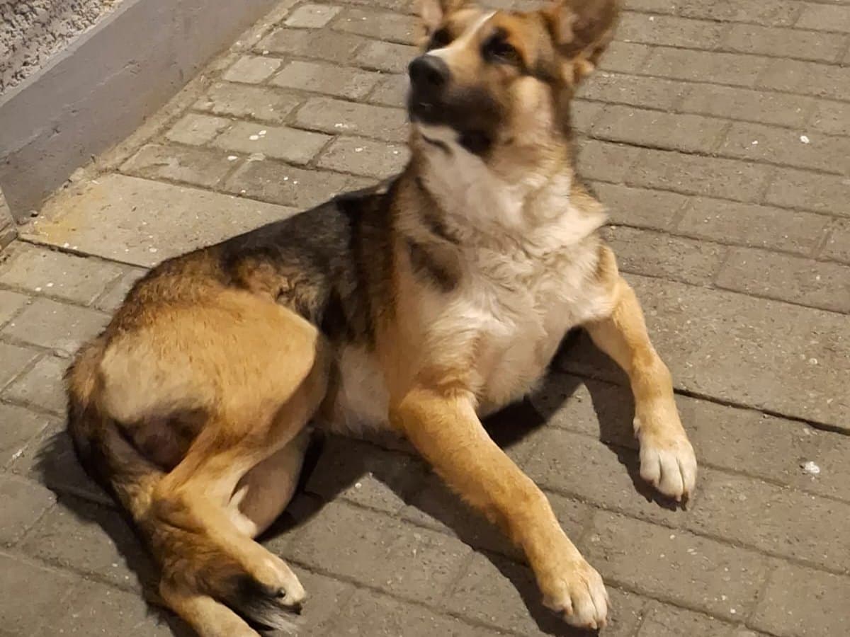 perro encontrado en Bogotá