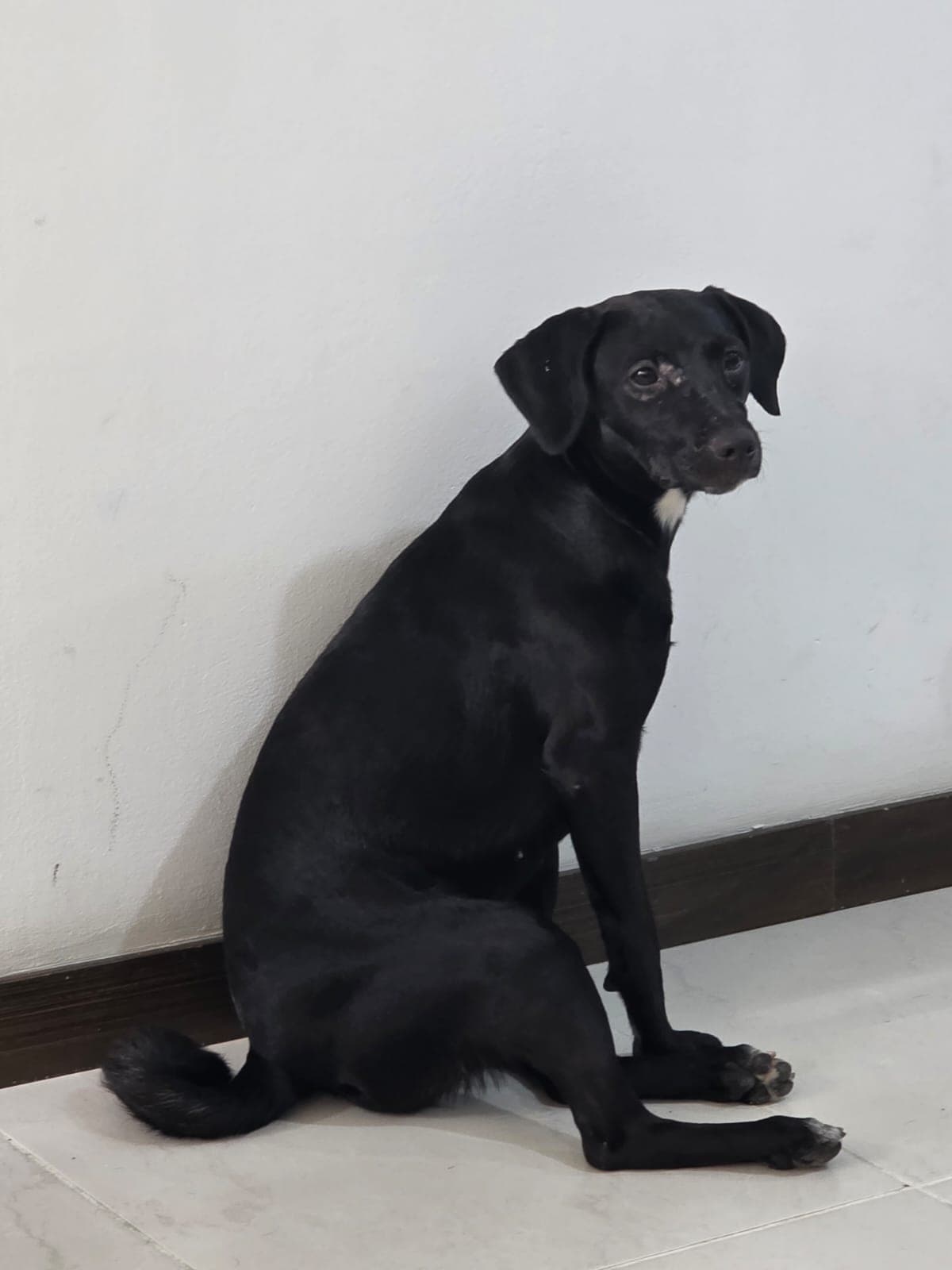 perro perdido en Cali