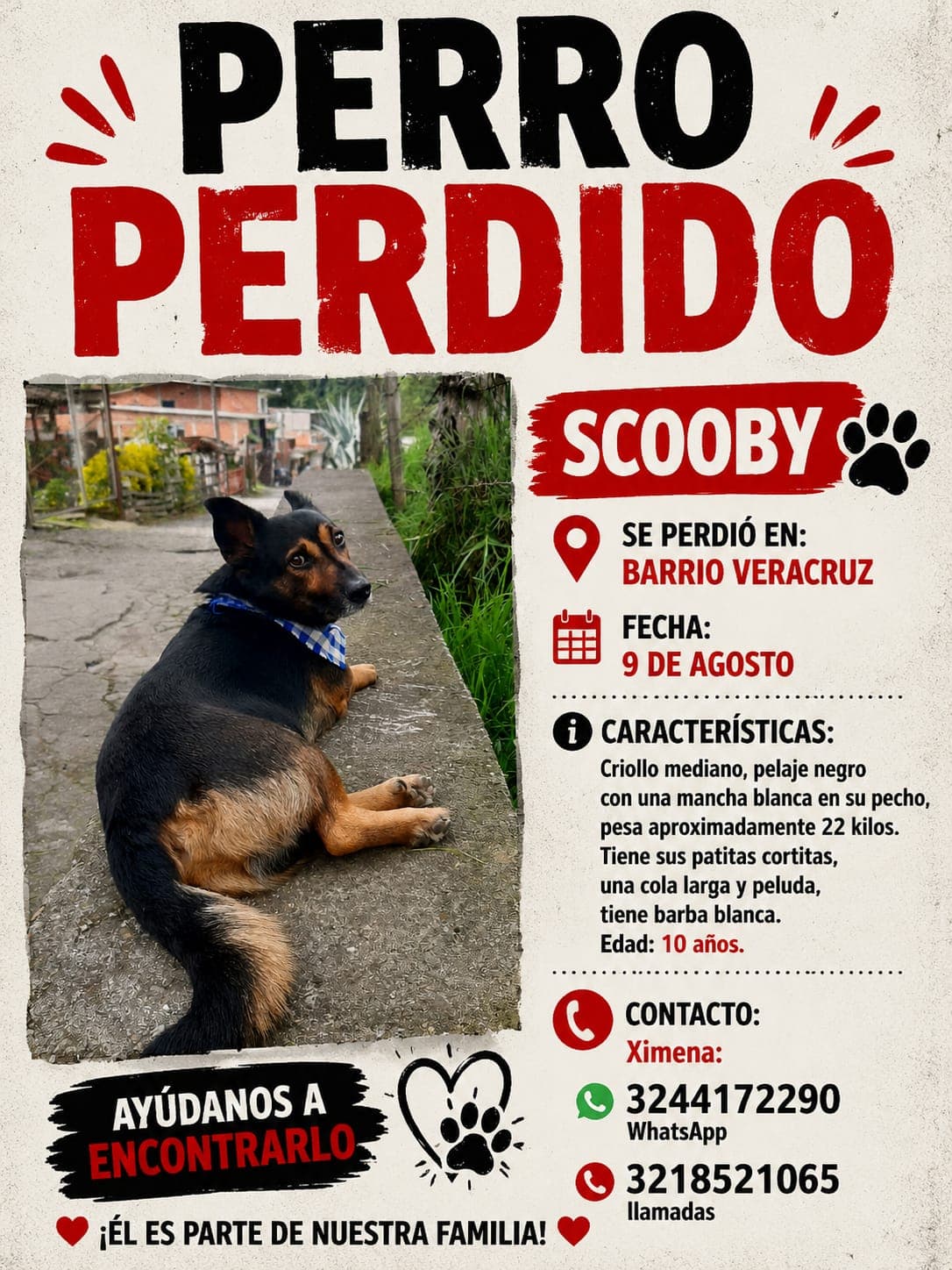 perro perdido en Manizales