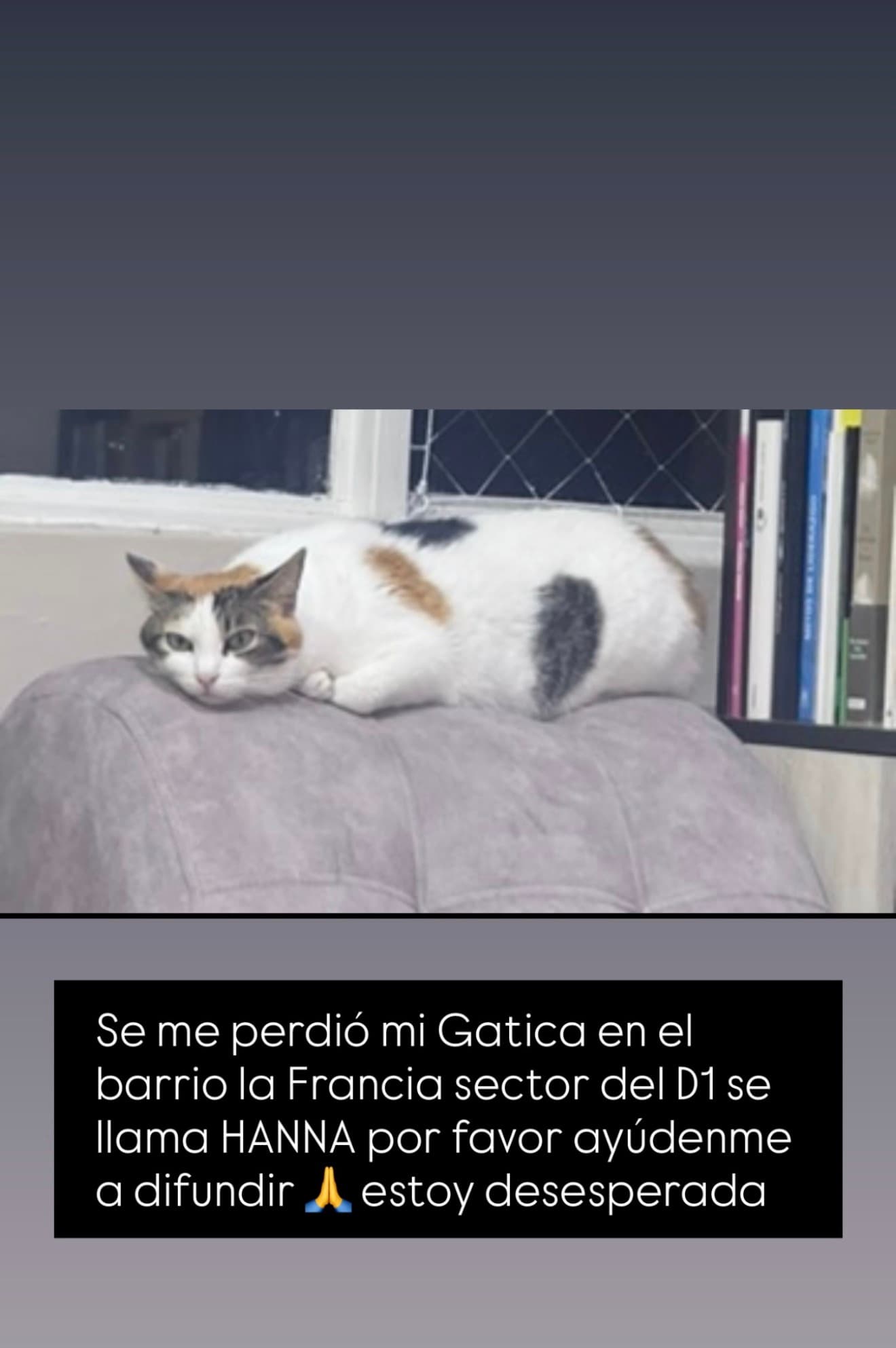 gato perdido en Manizales