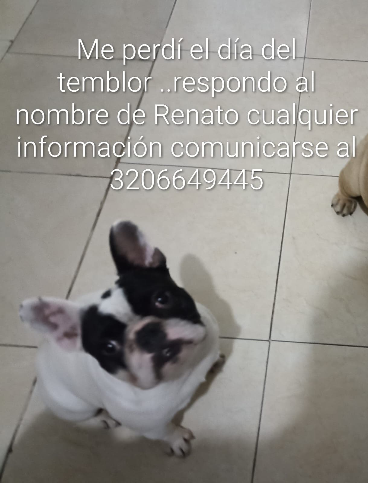perro perdido en Cali