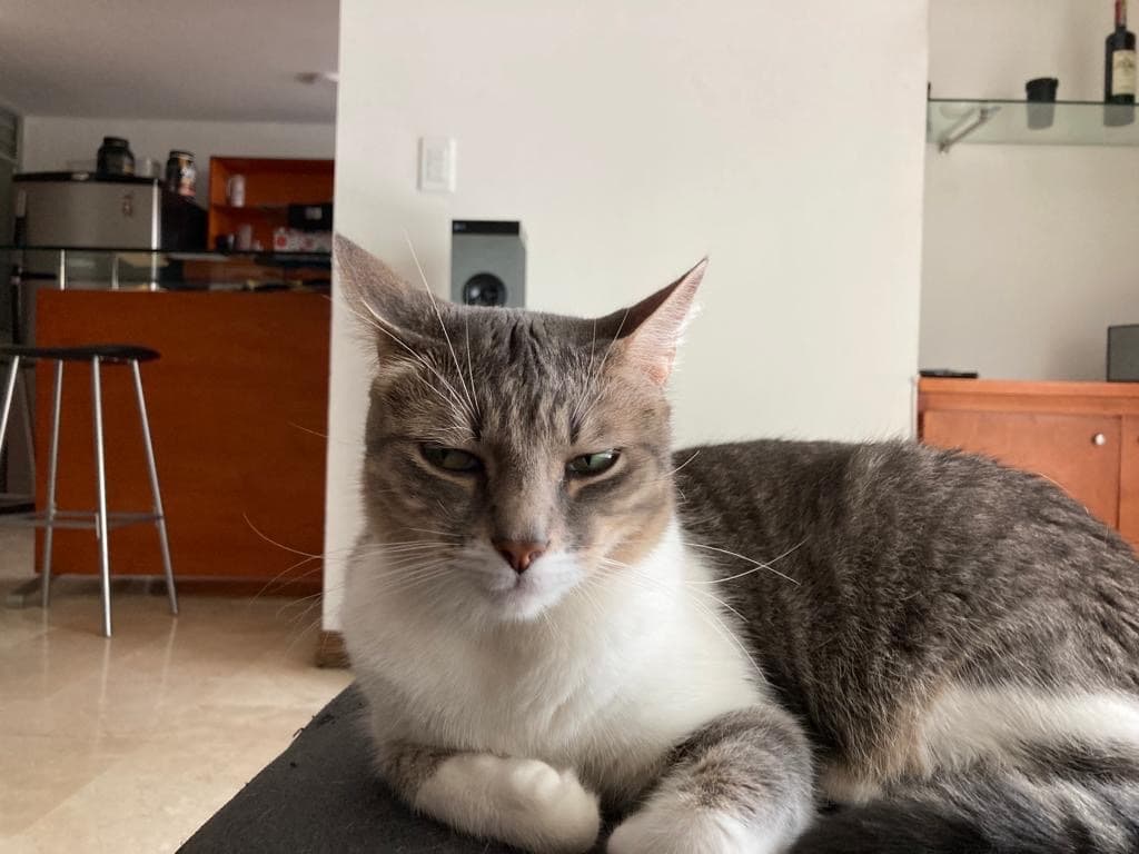 gato perdido en Cali