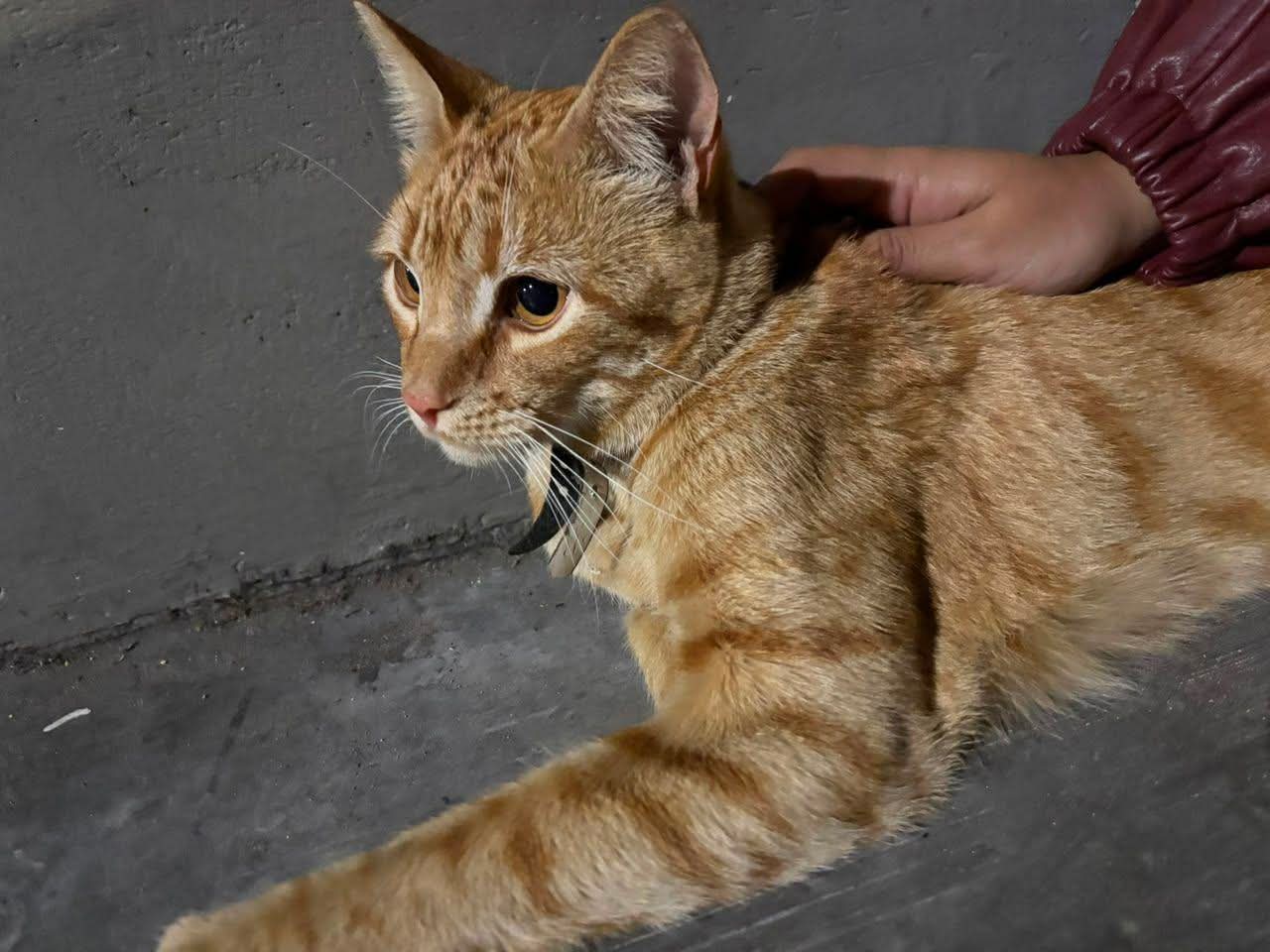 gato encontrado en Manizales