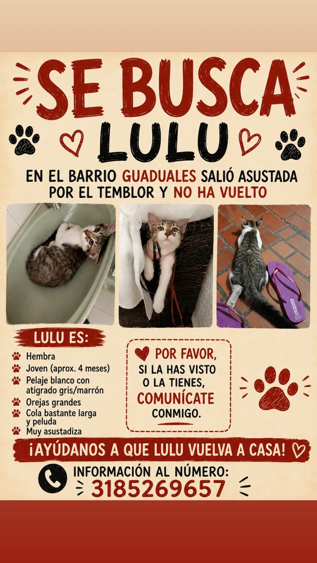 gato perdido en Cali