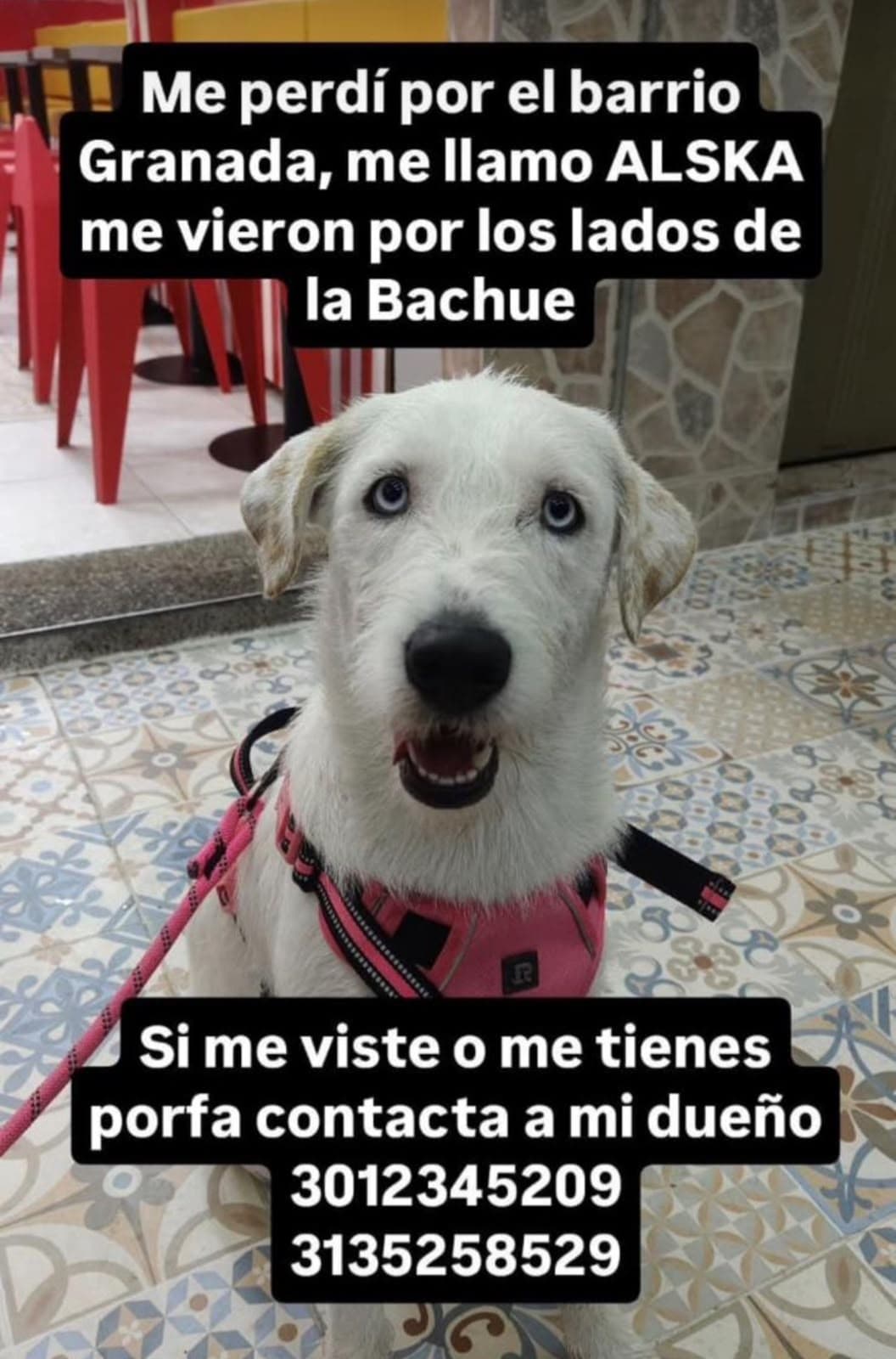 perro perdido en Armenia