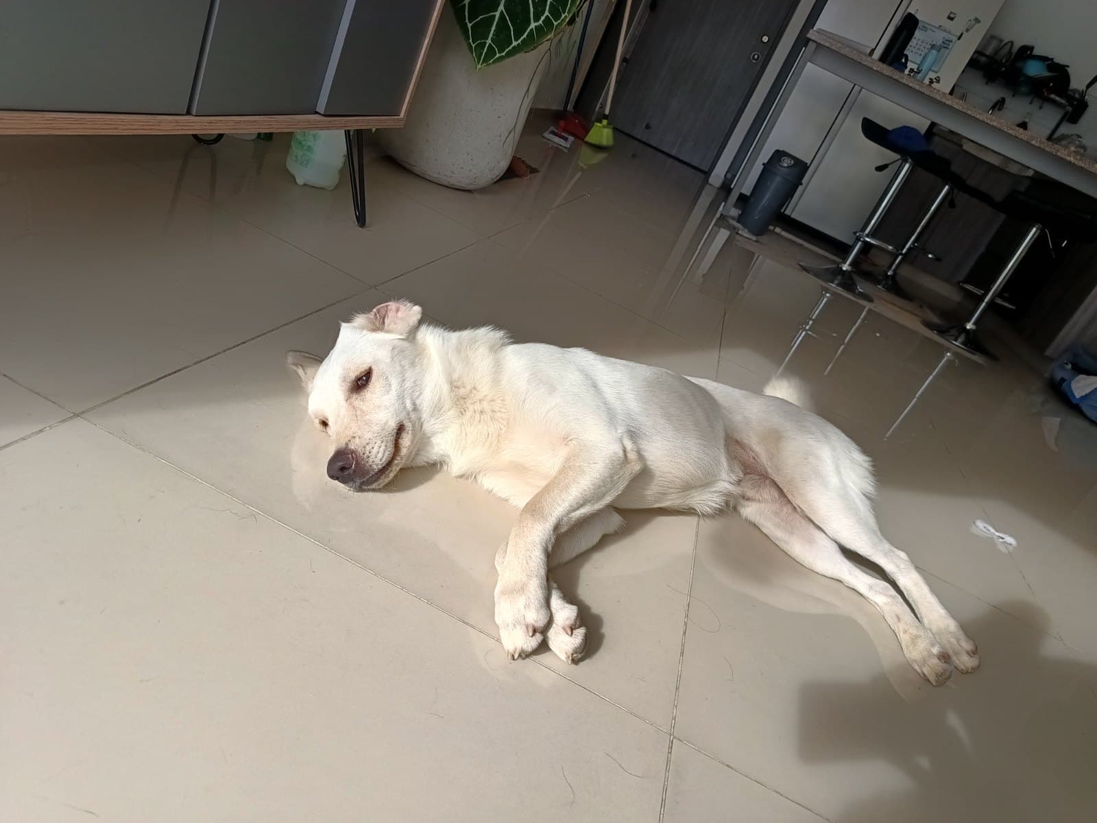 perro encontrado en Pereira