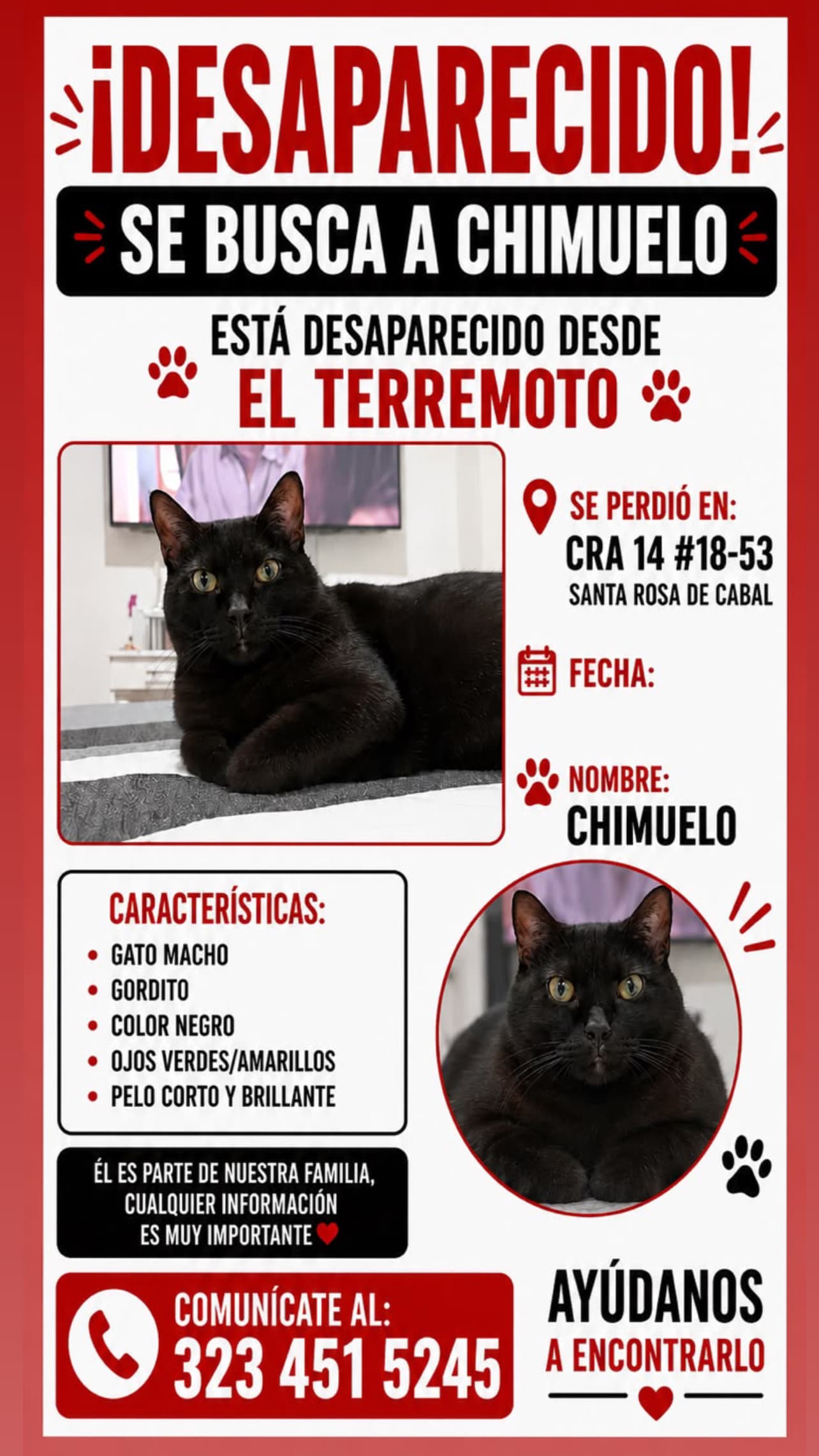 gato perdido en Pereira