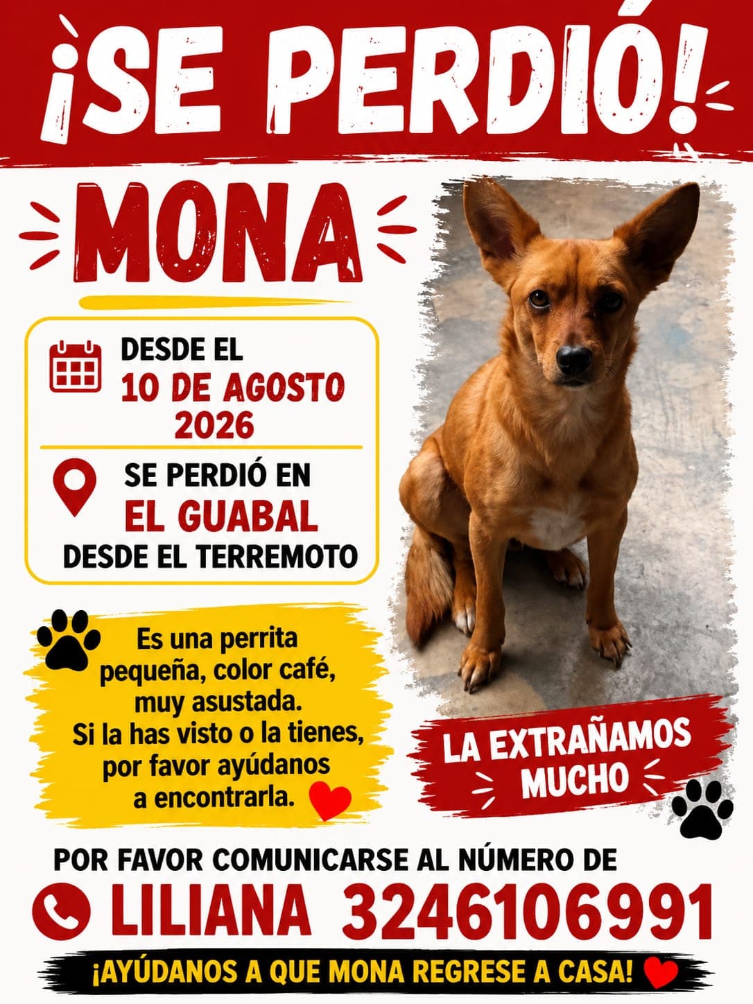 perro perdido en Cali